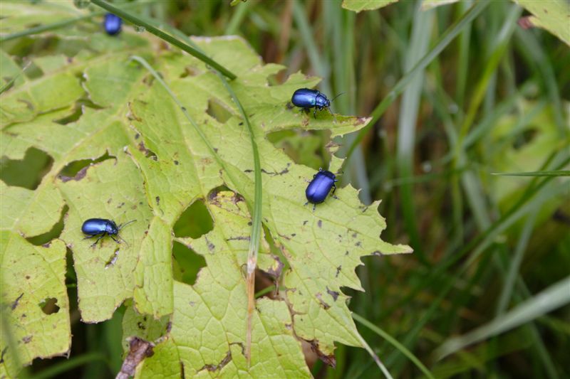 A migliaia nel sottobosco....chi sono?